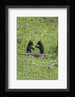 Black Bear Cubs (YNP) Fine Art Print