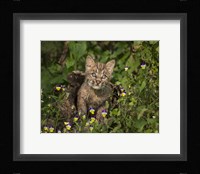 Bobcat Kitten In Wildflowers Fine Art Print