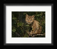 Bobcat Kitten On Branch Framed Print