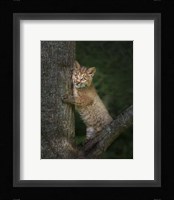 Bobcat Kitten Poses Against Tree Trunk Fine Art Print