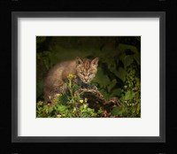 Bobcat Kitten Poses On Log Fine Art Print