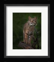 Bobcat Poses On Tree Branch 1 Framed Print
