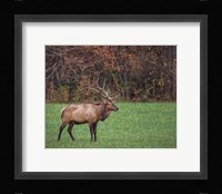 Bull Elk (GSMNP) Fine Art Print