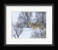 Coyote In Snow Fine Art Print