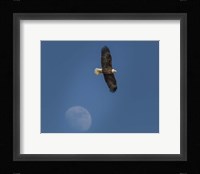 Eagle And Moon Fine Art Print