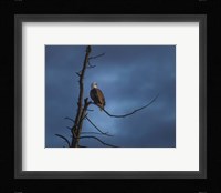 Eagle In (YNP) Fine Art Print