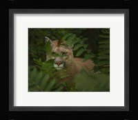 Eyes Of The Forest Ghost Fine Art Print
