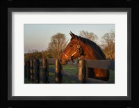 Horse At Sunset Fine Art Print