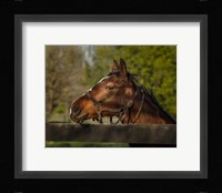 Horse Portrait Fine Art Print