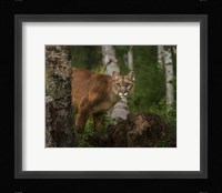 Inquistive Mountain Lion Fine Art Print