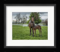 Mare And Foal 2 Framed Print