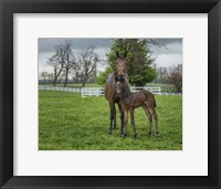 Mare And Foal 2 Framed Print