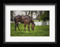 Mare And Foal Together Fine Art Print