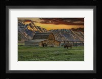 Moulton Barn At Sunrise With Bison Framed Print