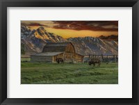 Moulton Barn At Sunrise With Bison Framed Print