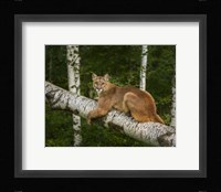 Mountain Lion On Forest Log Fine Art Print