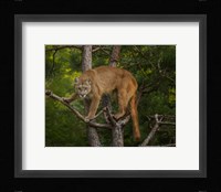 Mountain Lion Stare Fine Art Print