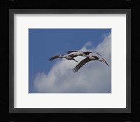 Sandhill Crane 3 Oil Paint Fine Art Print