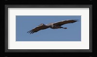 Sandhill Crane In Flight Fine Art Print