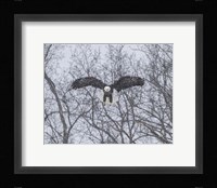 Snowy Eagle Fine Art Print