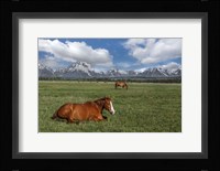 Teton Horses Fine Art Print