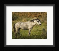 Wild Horse Fine Art Print