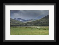 Yellowstone Bison With Rainbow Fine Art Print