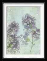 Lilac Fine Art Print
