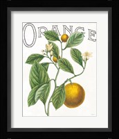 Classic Citrus VI Framed Print