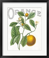 Classic Citrus VI Framed Print