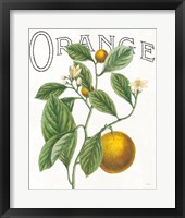 Classic Citrus VI Fine Art Print