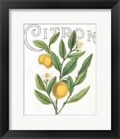 Classic Citrus V Fine Art Print