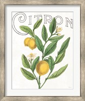 Classic Citrus V Fine Art Print
