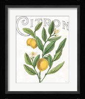 Classic Citrus V Framed Print