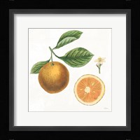 Classic Citrus IV Framed Print