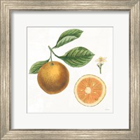 Classic Citrus IV Fine Art Print