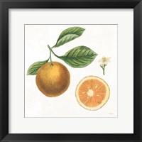 Classic Citrus IV Fine Art Print