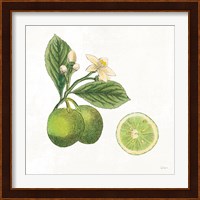 Classic Citrus III Fine Art Print