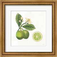 Classic Citrus III Fine Art Print