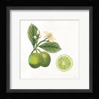 Classic Citrus III Framed Print