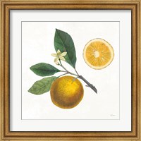 Classic Citrus II Fine Art Print