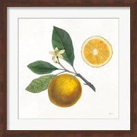 Classic Citrus II Fine Art Print