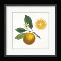 Classic Citrus II Framed Print