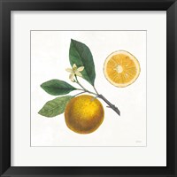 Classic Citrus II Fine Art Print