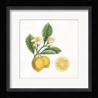Classic Citrus I Framed Print