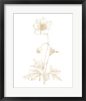 Gilded Botanical II Framed Print