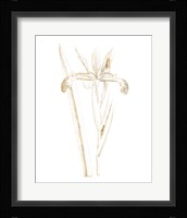 Gilded Botanical III Framed Print