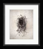 Nest II Framed Print