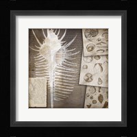 Combshell I Fine Art Print