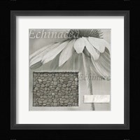 Echinacea I Fine Art Print